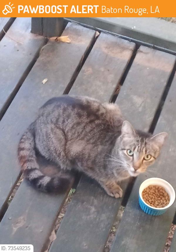 Found/Stray Unknown Cat last seen North Gate LSU, Baton Rouge, LA 70808