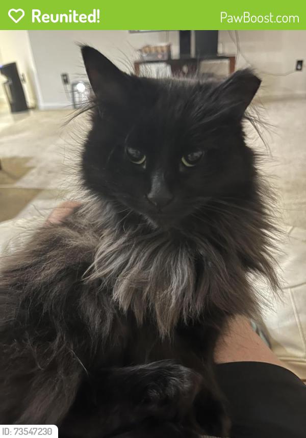 Reunited Female Cat last seen Sulphur gulch trail, Parker, CO 80138