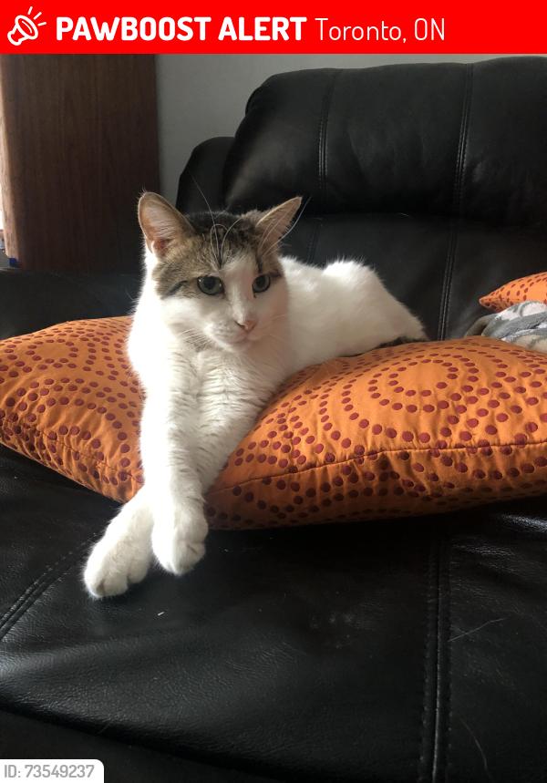 Lost Male Cat last seen Near Jane and Sheppard, Toronto, ON 