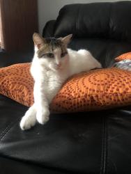 Lost Male Cat last seen Near Jane and Sheppard, Toronto, ON 