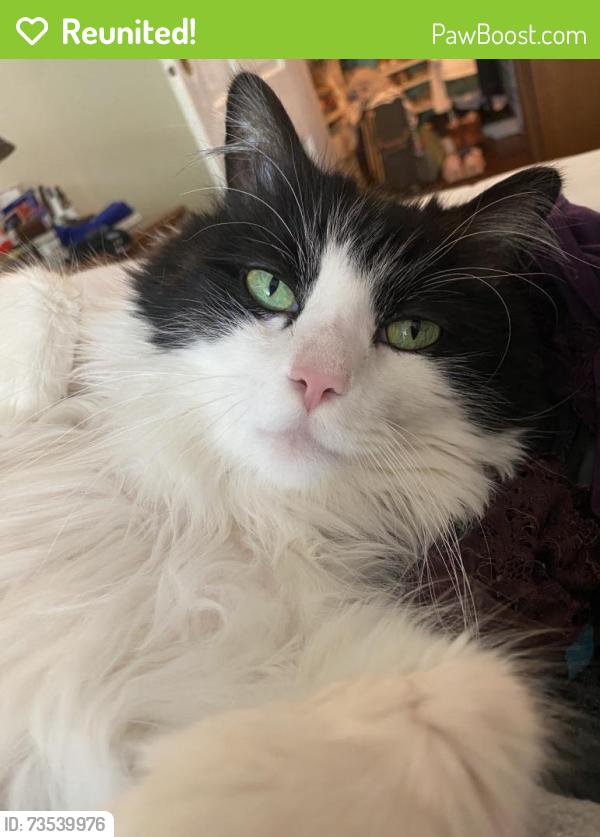 Reunited Male Cat last seen Oakland Ave SE and Augusta Ave, Atlanta, GA 30315