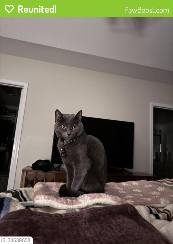 Reunited Male Cat last seen Near kings point drive cornelius,nc 28031, Cornelius, NC 28031