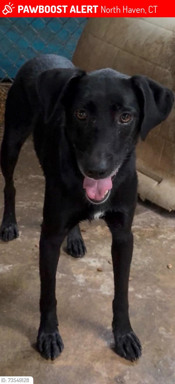 Lost Female Dog last seen Near Ridgewood Terrace near Ridge Road, North Haven, CT,, North Haven, CT 06473