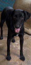 Lost Female Dog last seen Near Ridgewood Terrace near Ridge Road, North Haven, CT,, North Haven, CT 06473