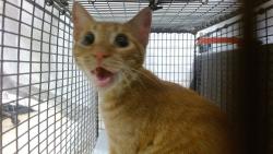 Shelter Stray Male Cat last seen Near BLOCK NW 78 AVE WINGATE HOTEL, 3599 NW 79th Ave, Doral, FL 33122, USA
