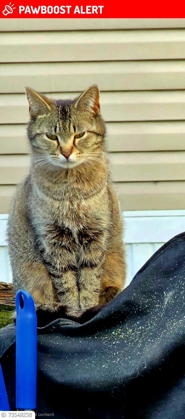 Lost Female Cat last seen Orbit and Waycross, Harrison Township, MI 48045