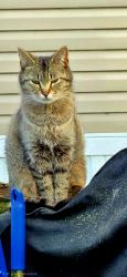 Lost Female Cat last seen Orbit and Waycross, Harrison Township, MI 48045