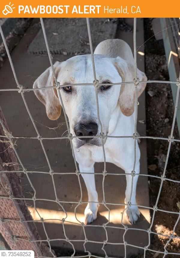 Found/Stray Unknown Dog last seen Clay Station Borden, Herald, CA 95638