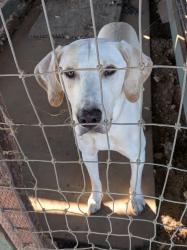 Found/Stray Unknown Dog last seen Clay Station Borden, Herald, CA 95638