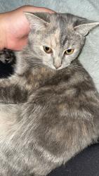 Lost Female Cat last seen Near Meadowside Terr, High Point, NC 27265