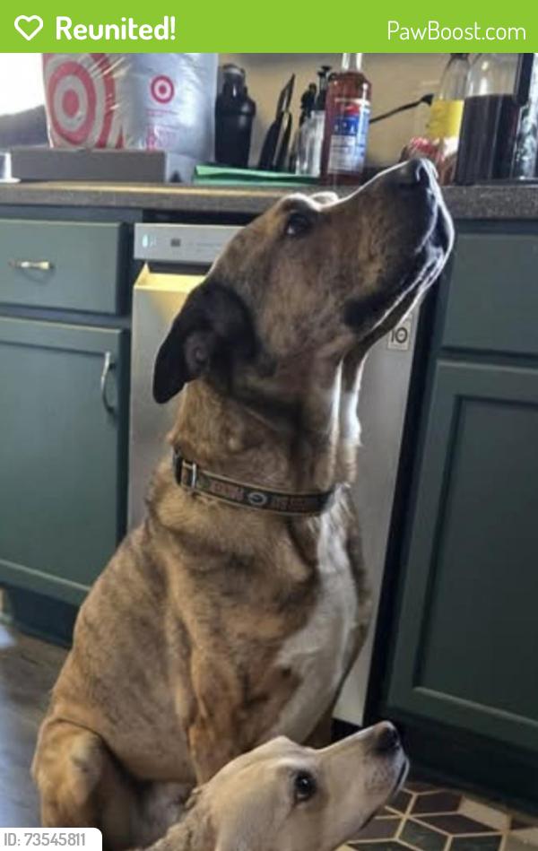 Reunited Male Dog last seen Lupine Ct., Menasha, WI 54952
