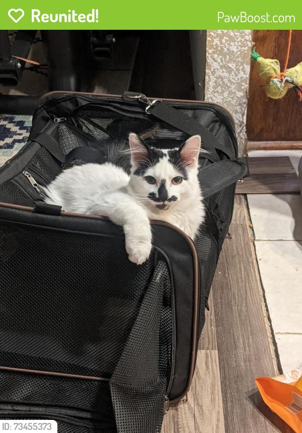 Reunited Male Cat last seen 23rd Street, Oklahoma City, OK 73141