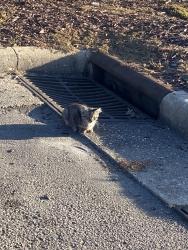 Found/Stray Unknown Cat last seen Jimmy John’s and chipotle, Fayetteville, NC 28314