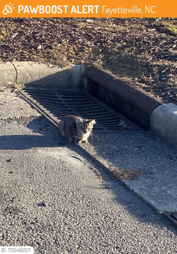Found/Stray Unknown Cat last seen Jimmy John’s and chipotle, Fayetteville, NC 28314