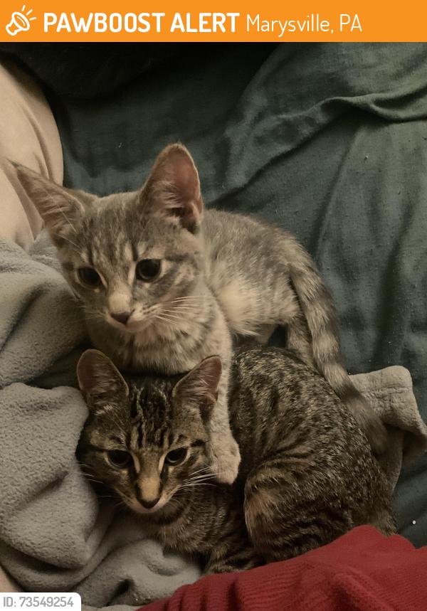 Found/Stray Unknown Cat last seen Evergreen Drive, Marysville, PA 17053, Marysville, PA 17053