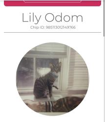 Lost Female Cat last seen West Avenue and Washington street, Gainesville, GA 30501