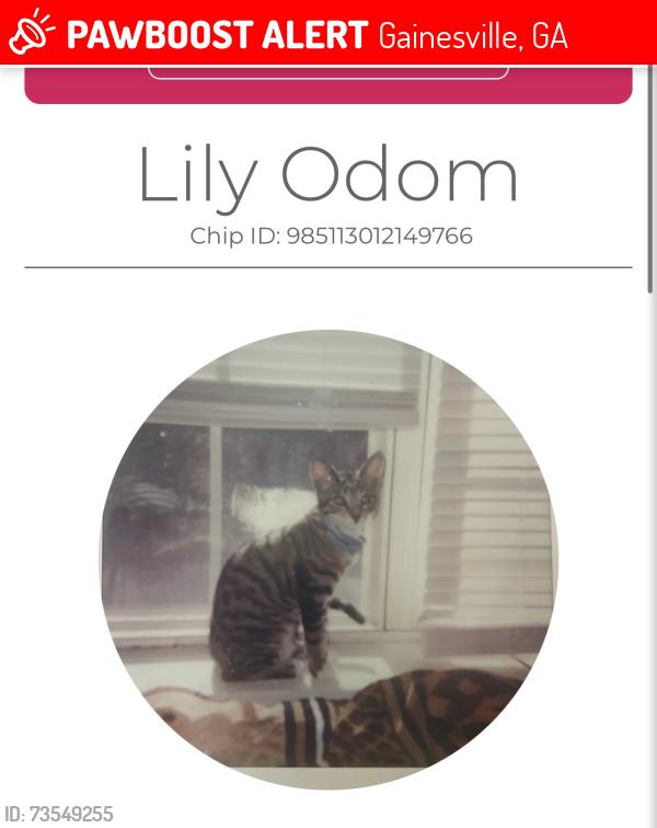 Lost Female Cat last seen West Avenue and Washington street, Gainesville, GA 30501