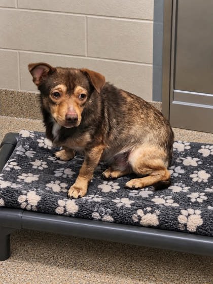 Shelter Stray Unknown Dog last seen Near GRANT RD PICKENS, SC 29671, PICKENS COUNTY, SC, 193 County Farm Rd, Pickens, SC 29671, USA