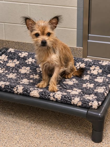 Shelter Stray Unknown Dog last seen Near GRANT RD PICKENS, SC 29671, PICKENS COUNTY, SC, 193 County Farm Rd, Pickens, SC 29671, USA