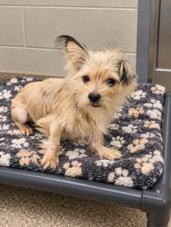 Shelter Stray Unknown Dog last seen Near GRANT RD PICKENS, SC 29671, PICKENS COUNTY, SC, 193 County Farm Rd, Pickens, SC 29671, USA