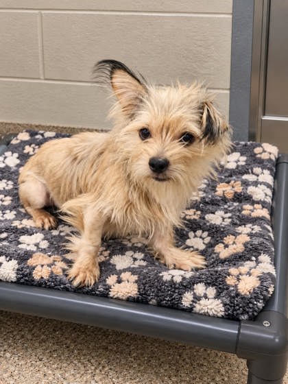 Shelter Stray Unknown Dog last seen Near GRANT RD PICKENS, SC 29671, PICKENS COUNTY, SC, 193 County Farm Rd, Pickens, SC 29671, USA