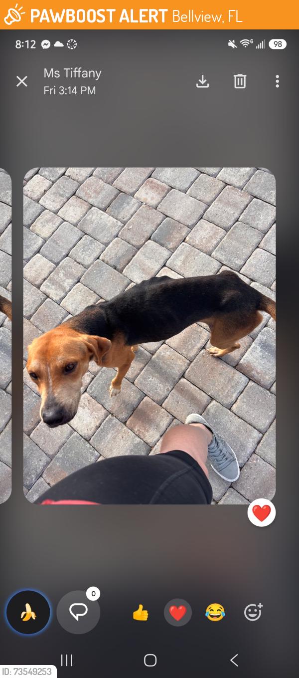Found/Stray Male Dog last seen Brylington blvd, Bellview, FL 32526