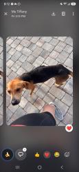 Found/Stray Male Dog last seen Brylington blvd, Bellview, FL 32526