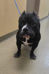 Shelter Stray Female Dog last seen Near brookside, Cedar Hill, TX, 1150 E Pleasant Run Rd, Cedar Hill, TX 75104, USA