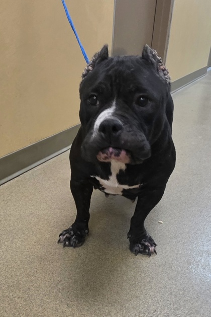 Shelter Stray Female Dog last seen Near brookside, Cedar Hill, TX, 1150 E Pleasant Run Rd, Cedar Hill, TX 75104, USA