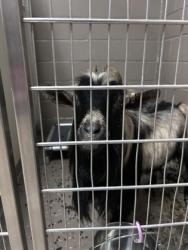 Shelter Stray Male Caprine last seen Near Edgar Lane 29655, Anderson County, SC, 1320 US-29, Anderson, SC 29626, USA