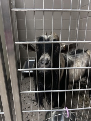 Shelter Stray Male Caprine last seen Near Edgar Lane 29655, Anderson County, SC, 1320 US-29, Anderson, SC 29626, USA