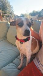 Found/Stray Male Dog last seen Collins park, cypresswood Dr, Spring, TX 77387