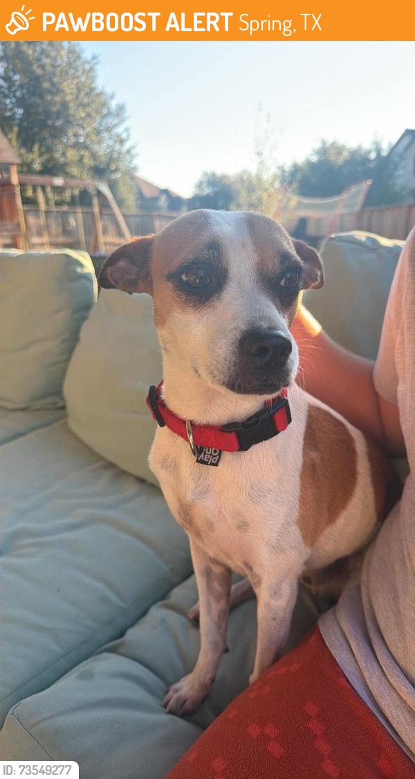 Found/Stray Male Dog last seen Collins park, cypresswood Dr, Spring, TX 77387