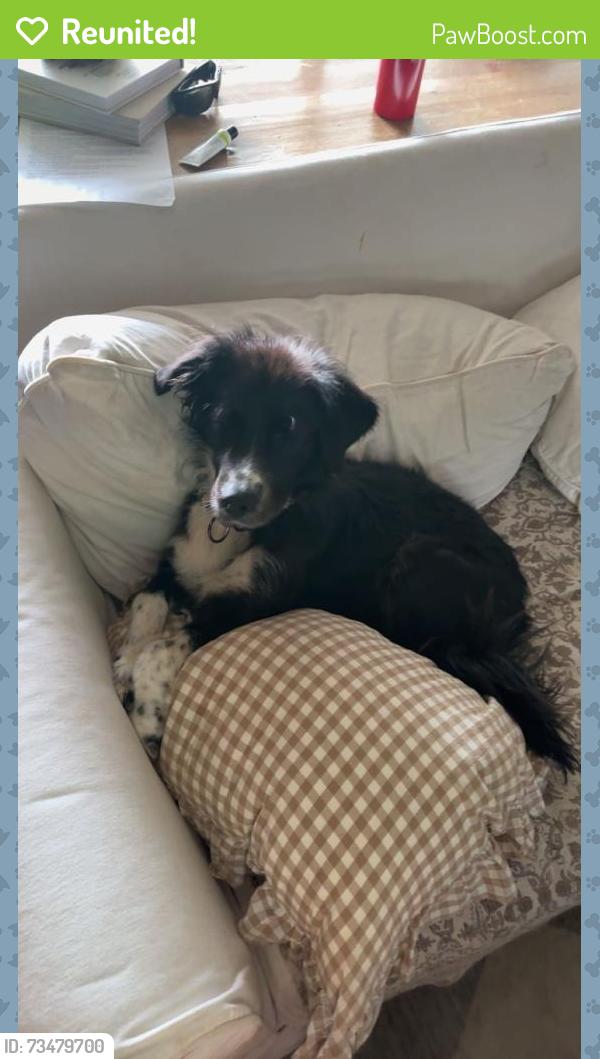 Reunited Female Dog last seen Brogden, Smithfield, NC 27520