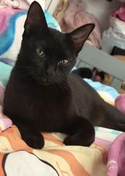 Reunited Female Cat last seen Near 13034 Avalon Crest Ct, Riverview, FL 33579