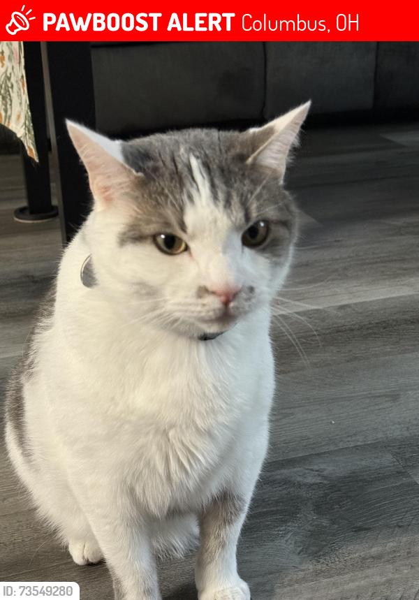 Lost Male Cat last seen Demorest Rd, Carrigallen Ln, Big Run Park, Columbus, OH 43228