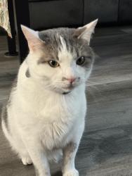 Lost Male Cat last seen Demorest Rd, Carrigallen Ln, Big Run Park, Columbus, OH 43228