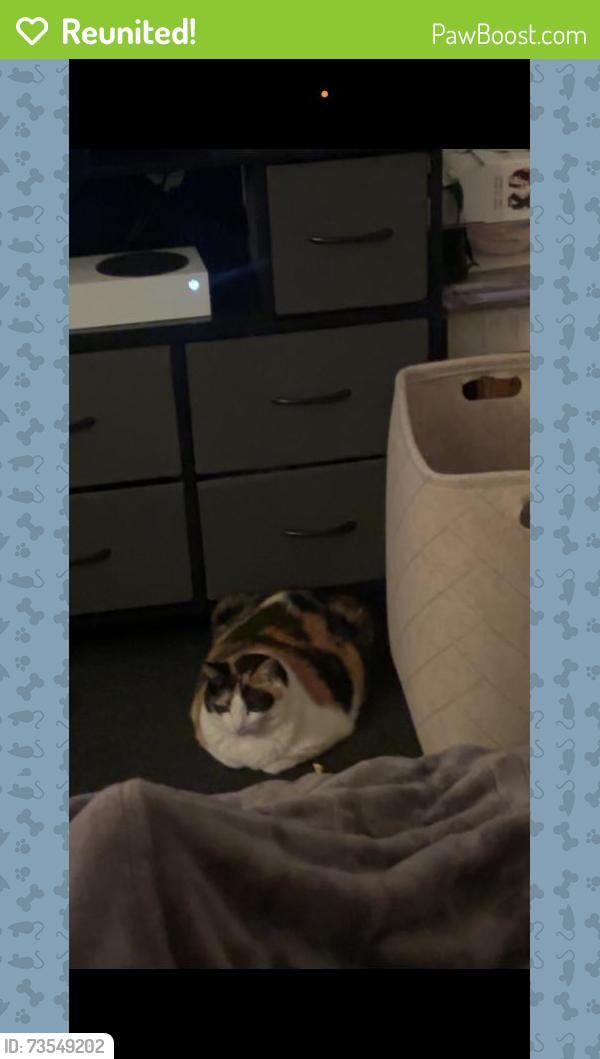 Reunited Female Cat last seen Near 1st St, Medford, MA 02155, USA, Medford, MA 02155