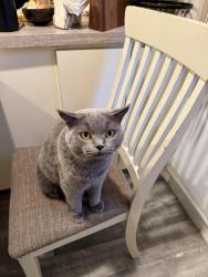 Lost Male Cat last seen Last seen outside of Lower Moreland Park, Huntingdon Valley, PA 19006