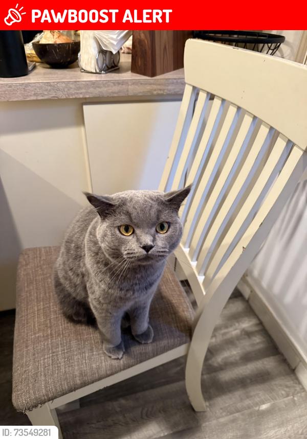 Lost Male Cat last seen Last seen outside of Lower Moreland Park, Huntingdon Valley, PA 19006