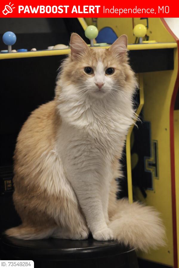 Lost Male Cat last seen Near Queen Ridge Dr, Independence, MO 64055