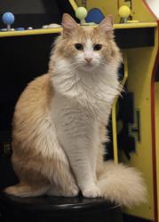 Lost Male Cat last seen Near Queen Ridge Dr, Independence, MO 64055