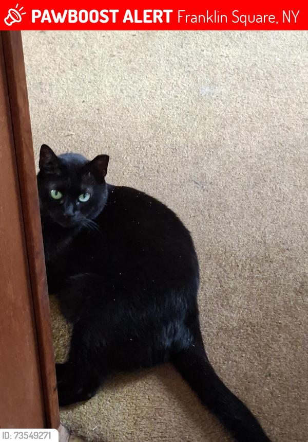 Lost Female Cat last seen College and Eton Roads, Franklin Square, NY 11010