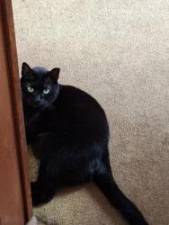 Lost Female Cat last seen College and Eton Roads, Franklin Square, NY 11010