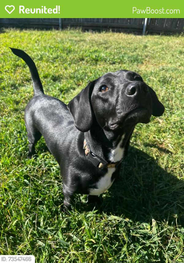 Reunited Female Dog last seen Near Walmar and Rachella in east Providence, East Providence, RI 02914