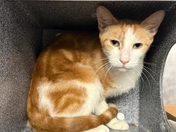 Shelter Stray Male Cat last seen Near Olinville Avenue, BRONX, NY, 10467, 326 E 110th St, New York, NY 10029, USA