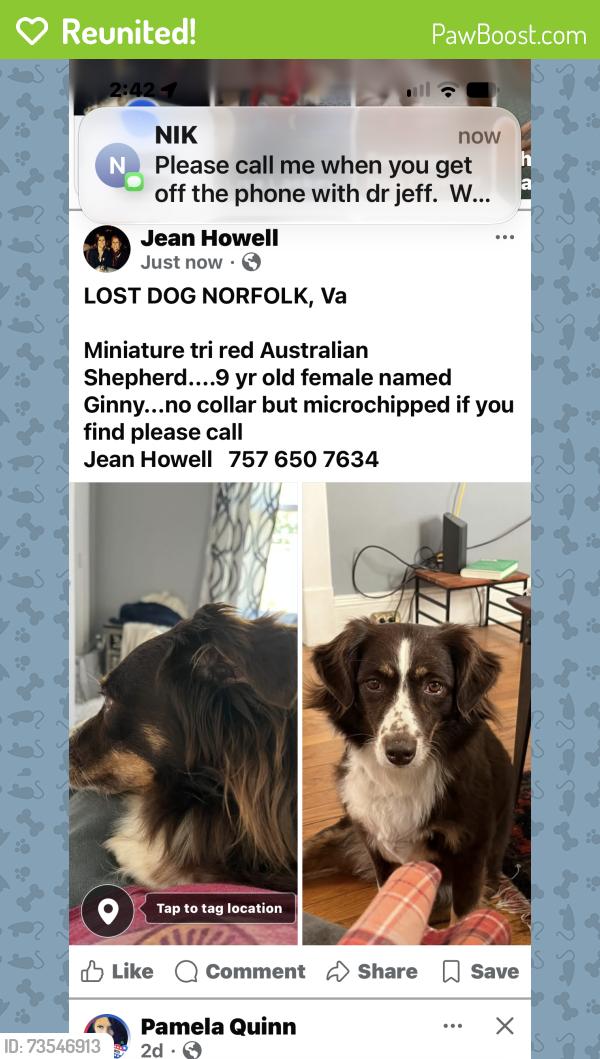 Reunited Female Dog last seen Thole St and Tidewater Dr, Norfolk, VA 23505