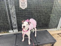 Shelter Stray Female Dog last seen Near Richmond Terrace, STATEN ISLAND, NY, 10301, 3139 Veterans Rd W, Staten Island, NY 10309, USA