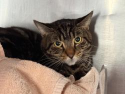 Shelter Stray Male Cat last seen Pelham Parkway train station, BRONX, NY, 10469, 326 E 110th St, New York, NY 10029, USA