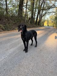 Found/Stray Female Dog last seen Mitchell Ln., Blaine, TN 37709
